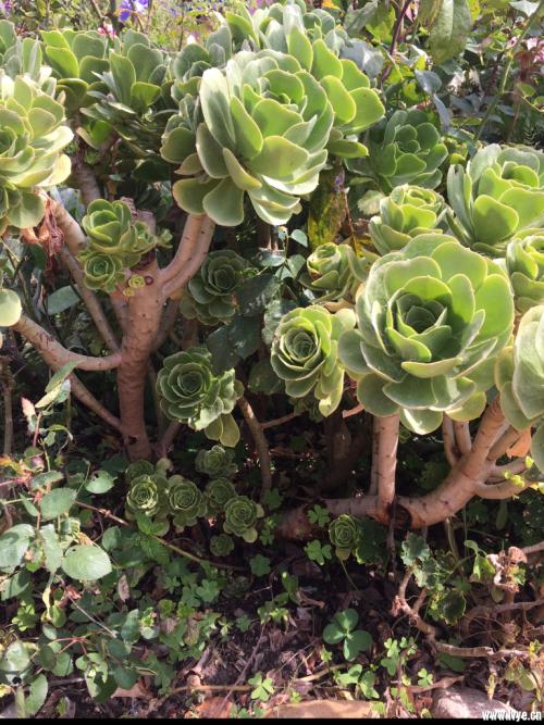 й½ϳƫ ȫůorȫ䣿